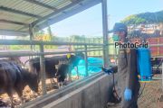 Jelang Idul Adha, Dinas Peternakan Sulsel masif pantau kesehatan hewan
