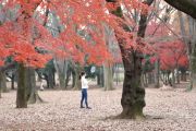 Diserang beruang, potongan tubuh manusia ditemukan di Pegunungan Tokyo
