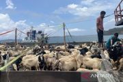200 personel juleha disiapkan untuk pemotongan hewan kurban di Tanjungpinang