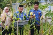 Kelurahan Pulau Untung Jawa panen jagung di momentum Harkitnas