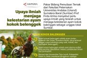 Upaya ilmiah menjaga kelestarian ayam kokok belenggek