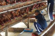 Lapas Narkotika Jakarta latih napi beternak ayam dan menjahit