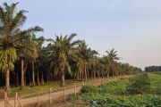 BPDP: Pengajuan bantuan sarana prasarana Lampung Rp1,34 miliar