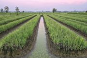 Kementan jaga pasokan bawang merah jelang Idul Adha 1447 H