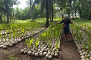 Kementan siap salurkan 39.861 bibit kelapa ke petani Sulut