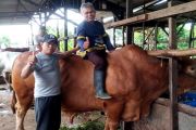 Sapi Kurban Presiden untuk Sampit berbobot hampir satu ton