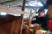 Stok hewan kurban di Belitung: Sapi 457 ekor, kambing 1.073 ekor