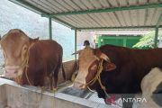DIY memperoleh bantuan enam sapi kurban dari Presiden