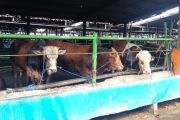 Dharma Jaya siapkan 2.078 sapi kurban dan juleha bersertifikat
