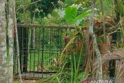 Harimau muncul diberbagai lokasi di Agam masuk kandang jebak BKSDA