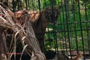 Berikut syarat pasien COVID-19 dinyatakan bebas isolasi mandiri