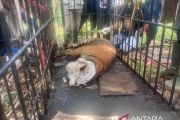 Harimau masuk kandang jebak BKSDA Sumbar di Agam berkelamin betina
