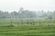 Dispar Kulon Progo selenggarakan Sermo Run