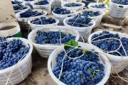 Kisah komunitas perantauan bangun industri anggur unggulan di Yunnan