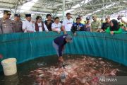KDMP Undaan Lor Kudus panen perdana nila dari kolam bioflok bantuan KKP