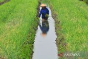 Kementan jaga pasokan bawang merah jelang Idul Adha 1447 H