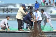 Presiden panen raya udang di Kebumen