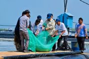 Prabowo attends shrimp harvest in Kebumen, produces Rp2.8B per hectare