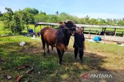 Sapi kurban presiden untuk warga di pulau terluar