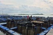 BPBL Batam sebut minat terhadap budidaya lobster modeling mulai meningkat