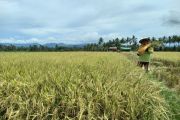 BI berdayakan petani dan UMKM perkuat ketahanan pangan Sulut