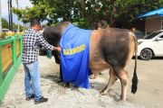 Sapi-kurban bantuan Presiden diserahkan ke warga Mapane di Poso