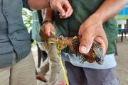 Anak komodo masuk rumah warga di Manggarai Timur NTT sudah ditangkap