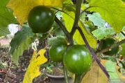 BRIN identifies new spiny eggplant species from Kalimantan