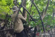 BRIN, UGM urge protection of rare mangrove species in E Kalimantan