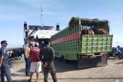 Jelang Idul Adha, Karantina Sulsel kian perketat pengawasan lalu lintas hewan kurban