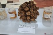 BRIN researchers uncover 29 new flora species in Indonesia