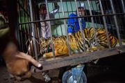 Evakuasi Harimau Sumatra dari Pasaman