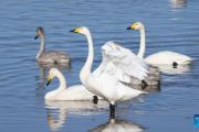 Beijing ranks among global megacities with high biodiversity levels