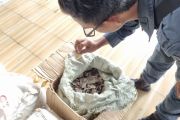 Kemenhut tahan penyelundup 3 ton sisik Trenggiling tujuan Kamboja