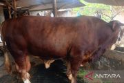 KabupatenOKU Sumsel terima bantuan sapi kurban dari Presiden