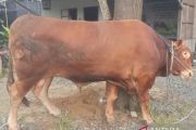 Sapi kurban Presiden di Tapin capai bobot 970 kilogram