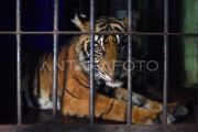 Evakuasi Harimau Sumatra dari Pasaman