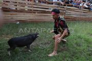Lomba tangkap babi PGD Kalbar 2026