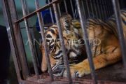 Evakuasi Harimau Sumatra dari Pasaman