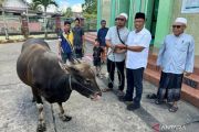 Bantuan Hewan Kurban Pemkab Bulungan Berasal dari Peternak Lokal