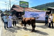 PTP Teluk Bayur salurkan hewan kurban kepada masyarakat sekitar pelabuhan