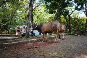 Semangat berbagi Idul Adha, UNAND salurkan 43 sapi kurban ke berbagai daerah