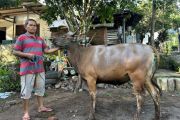 Warga lingkar sumber mata air di Lombok Tengah diberikan daging kurban