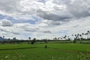 Lampung usul 101 jaringan irigasi utama pada 2026