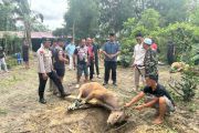 Brimob Sultra sembelih 149 ekor sapi untuk kurban di momen Idul Adha