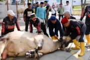 Pemkot Batam salurkan 45 sapi dan 21 kambing kurban