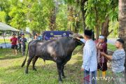 Kodaeral VI sembelih 22 ekor sapi untuk masyarakat
