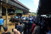 Pemotongan hewan kurban di Malaysia