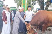 Bupati Gumas salurkan sapi kurban berbobot 921 kg bantuan Presiden