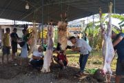Dinas Pertanian Kudus tak temukan hewan kurban berpenyakit saat pemantauan